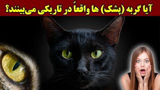 آیا گربه (پشک) ‌ها واقعاً در تاریکی می‌بینند؟