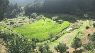 旅つれづれAA  梼原の千枚田