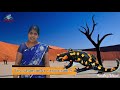 amphibians u0026 reptiles நிலநீர் வாழ்வன u0026 ஊர்வன kids learning name in tamil u0026 english