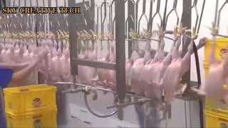 Best Modern Turkey Meat Processing - Amazing Food Processing Machines - Poultry Chicken Farming