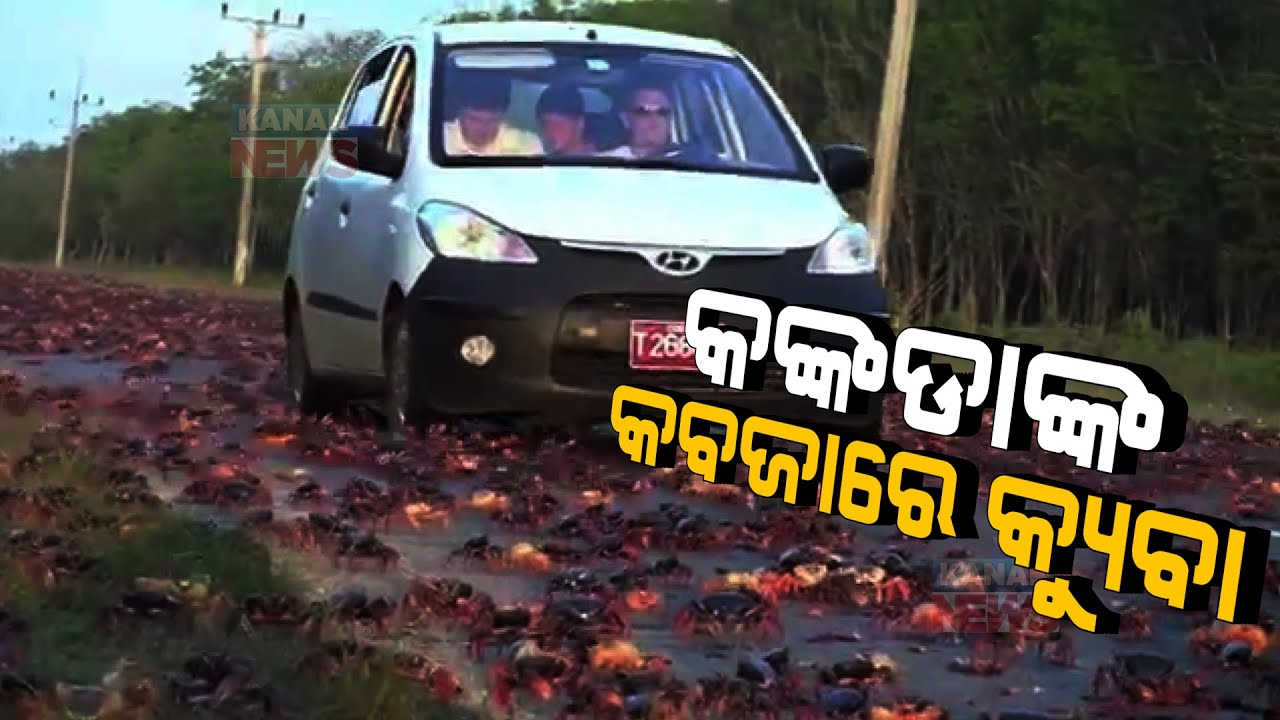 Special Report: Thousands Of Red Crabs Head For The Sea Invading Towns In Cuba