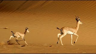 عبيد العوني غزلان صحاري الجزيرة العربية  gazelle arabian desert