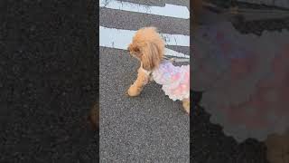 可愛い服を着て怒鳴るトイプードルさん🐩yelling toy poodle😡【8K】#Shorts#トイプードル#dog#犬#cute