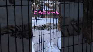 旭山動物園アムールトラ🐯ザリア