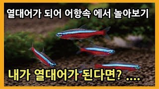 물고기가 되어 어항속세상 구경하기-내가열대어가된다면-열대어박사-