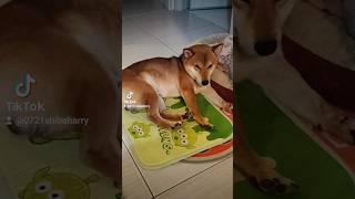 總愛在柴柴睡覺時偷拍牠，實在是太可愛了 #柴犬 #狗狗 #dog #funny #萌宠 #睡覺