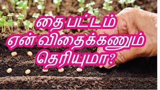 தை பட்டம் ஏன் விதைக்கணும் தெரியுமா ?