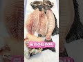 イシガキダイ捌き方【刺身用】食べ頃サイズ イシガキダイ イシガキダイ捌き イシダイ