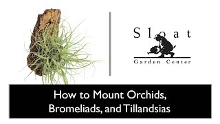 Webinar: How to Mount Orchids, Bromeliads, and Tillandsias