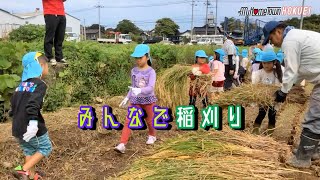 大誠こども園の園児が稲刈りの体験