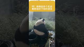 （考古）金虎:俺不爱听，不理你 大熊猫 大熊猫金虎 熊猫金虎