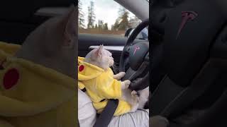 Cat drive a Car  🚗 Funny video 😂🤣 #shorts #shortvideo