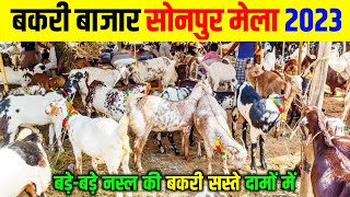 सोनपुर मेला बकरी बाजार 2023 | sonpur mela goat market 2023 | sonpur mela 2023