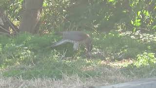 【野鳥】スズメを食べるハイタカ Eurasian Sparrowhawk eats Eurasian Tree Sparrow【Wild bird】