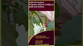 గార్డెన్ లో ఇంగువ చేసే మాయాజాలం | Magic with asafoetida in garden | #inguva #raithupanta #hingu