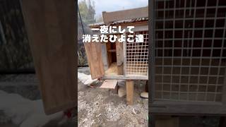 【一夜にして消えたヒヨコ8羽】生後2ヶ月の連れ去りは悲し過ぎる…#にわとり #動物 #食糧不足 #食糧危機 #chicken #癒し #養鶏 #ニワトリ