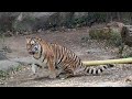 私ひとりで遊べるも〜ん😋【突然小鳥が🦜😍】 サーシャ はまzoo 浜松市動物園 tiger 円山動物園 福岡市動物園 旭山動物園 キリルの孫