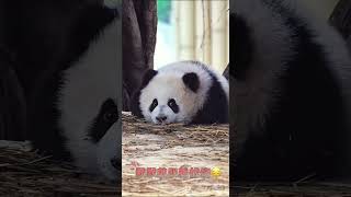 好奇妈妈拆奇三妹的公主房，奇三妹emo了。😅【Panda：♀好奇Hao Qi、♀奇三妹】重庆动物园#大熊猫 #cute #panda #shorts