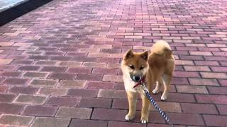 柴犬ゴン太散歩の途中で固まる Shiba Inu