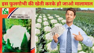 Noble seeds cauliflower happy 101| गोभी की खेती | top hybrid veriety happy 101| cauliflower farming