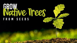 Tips for Growing Native Trees from Seed