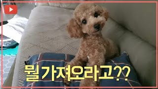 [토이푸들코코] 장난감을 가져오라고 했을때 A toy poodle puppy who brings his own toys.