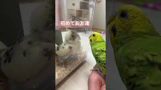 初めてのお友達。セキセイインコ　クリーム色のハルクイン