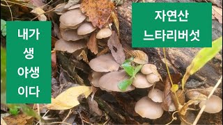 ■느타리버섯 ■칡느타리버섯 ■채취꿀팁