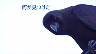 3回鳴き声を変えるハシブトガラス　大沼湖　　Jungle Crow