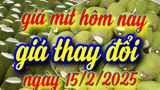 giá mít hôm nay ngày 15/2/2025