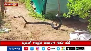 ಬೆಳ್ತಂಗಡಿ: ಮನೆಯ ಅಡುಗೆ ಕೋಣೆಯಲ್ಲಿದ್ದ ಬೃಹತ್ ಕಾಳಿಂಗ ಸರ್ಪ ಸೆರೆ│Daijiworld Television