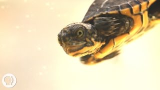 These Crazy Cute Baby Turtles Want Their Lake Back | Deep Look