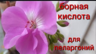 Как ухаживать за пеларгонией(геранью),когда вянут цветоносы и засыхают не распустившись!