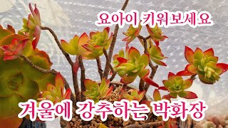 요아이 키워보세요 겨울에강추#박화장 세력확장하고있는#미인경철화