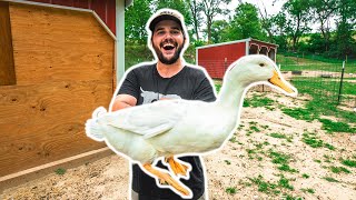 Backyard Farm PET DUCK Catch Clean Cook!!! (RIP)