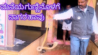 ಯಲಿವಾಳ ಗ್ರಾಮದಲ್ಲಿ ರಕ್ಷಣೆ ಮಾಡಿದ ನಾಗರ ಹಾವು #VIRAL #TRENDING #FEED #SNAKE #COBRA 9964255832