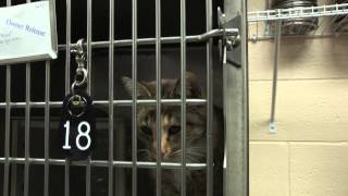 The Buzz: Animal Fostering