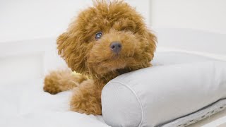 ニトリのNクール ペットゴロ寝マットの気持ちよさに気付いた子犬がこちら