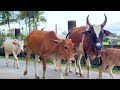 kawanan sapi lembu jinak berkeliaran di jalan melintasi genangan air menuju ladang peternakan hijau