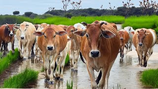 Kawanan Sapi lembu jinak berkeliaran di jalan melintasi genangan air menuju ladang peternakan hijau