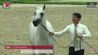 N 104 D FANNANAH   Sharjah International Arabian Horse Festival 2023   Mares 4 to 6 Yrs  Old Class 4