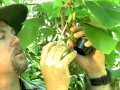 Cherimoya Hand Pollination