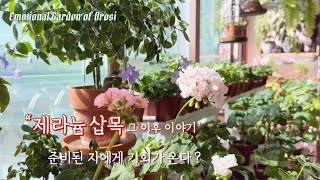 제라늄 삽목이 들고 국립세종수목원 가을 반려식물 문화페스타 셀러로 참가합니다. | 세종수목원축제마당으로 놀러오세요 ..🚗  #제라늄분양 #제라늄셀러 🪴[오로시의감성정원]