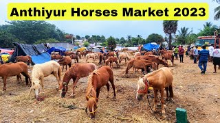 Anthiyur Horse Market 2023 | மாபெரும் அந்தியூர் குதிரை சந்தை 2023