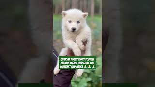 Meet My Adorable Pure White Siberian Husky Puppy: A Blue-Eyed Wonder! #shorts #trending #dog #pets