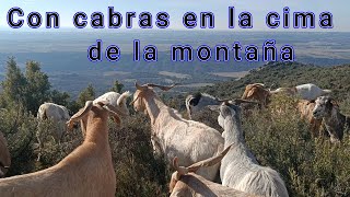 Con las cabras en la cima de la montaña, vistas espectaculares