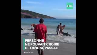 Des touristes sauvent 30 dauphins ensablés sur la plage !