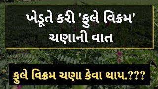 ખેડૂતે કરી 'ફુલે વિક્રમ' ચણાની વાત || ફુલે વિક્રમ ચણા || ફુલે વિક્રમ || ફુલે વિક્રમ ચણા કેવા થાય...?