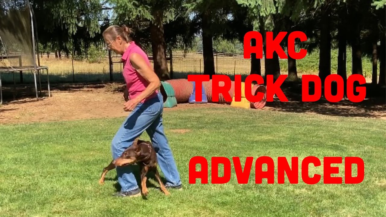 Akc Trick Dog Advance Youtube