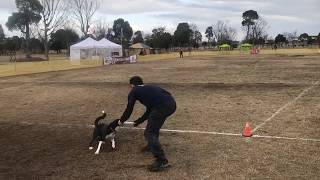 【JFA】殿堂犬フェスタ福岡筑後大会【公式オープン】優勝！！【デトネ】今季最高４９p（2019.2/11）